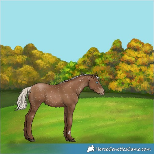 Horse Color:Gray Silver Black Pearl Snowflake VarnishRabicano 