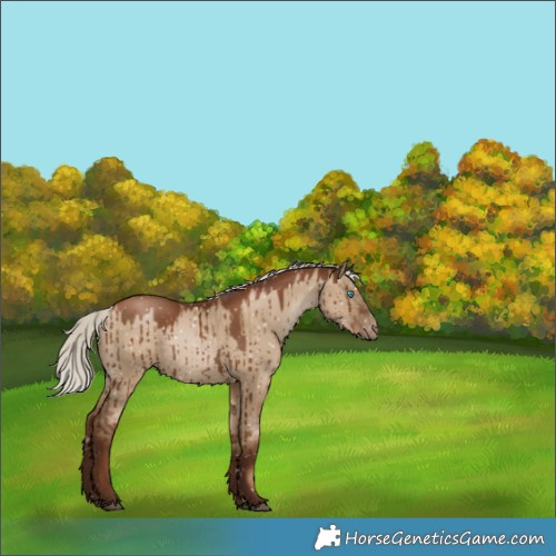 Horse Color:Gray Silver Grullo Pearl Snowflake Varnish Rabicano Brindle 