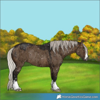 Horse Color:Gray Silver Brown Dun Appaloosa Rabicano Brindle 
