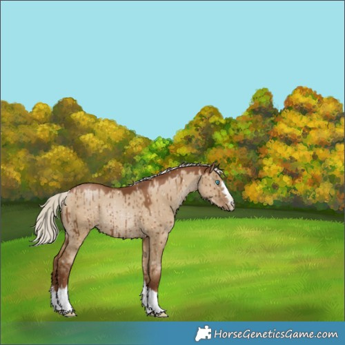 Horse Color:Gray Silver Grullo Pearl Snowflake Varnish Rabicano Brindle