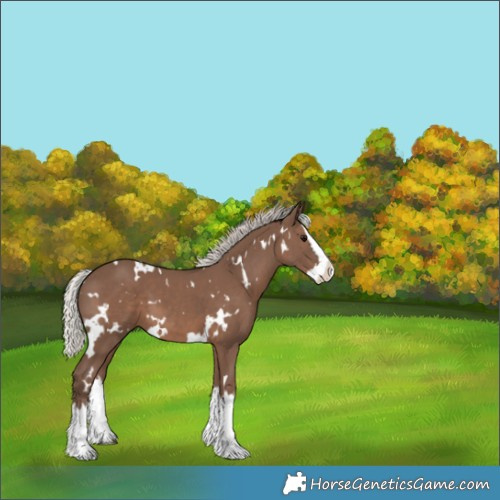 Horse Color:White Spotted Silver Black Splash 