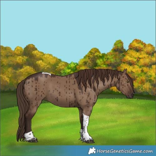 Horse Color:Liver Red Dun Tobiano Rabicano Brindle 