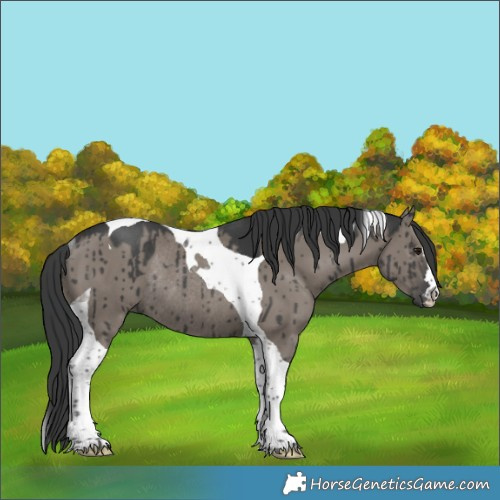 Horse Color:Grullo Tobiano Rabicano Brindle 