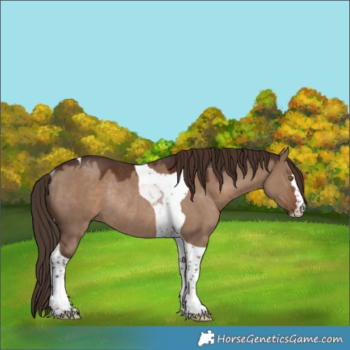 Horse Color:Liver Red Dun Tobiano Rabicano 