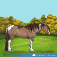 Horse Color:Liver Red Dun Tobiano Rabicano