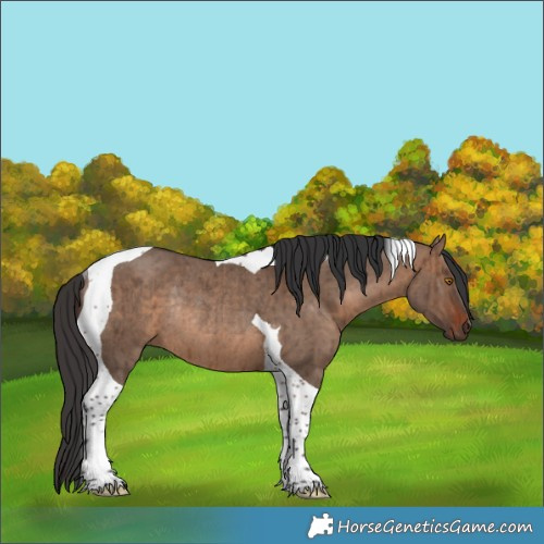Horse Color:Brown Dun Tobiano Rabicano Brindle 