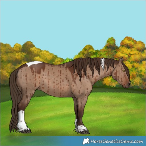 Horse Color:Liver Red Dun Tobiano Rabicano Brindle