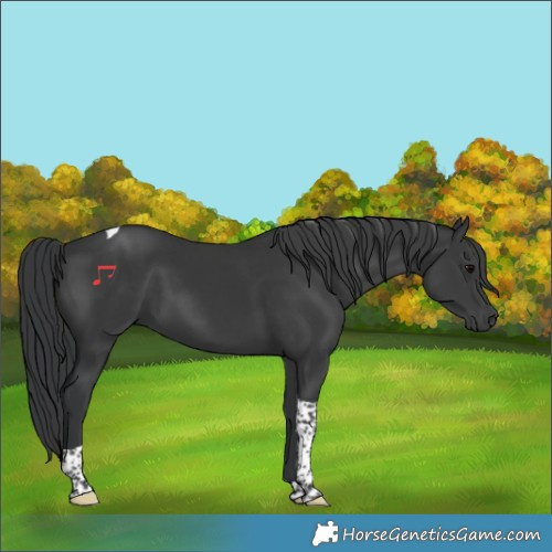 Horse Color:Black Tobiano 