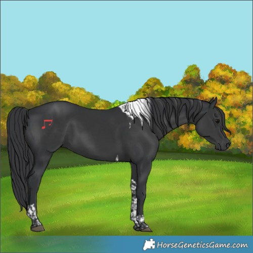 Horse Color:Black Tobiano 