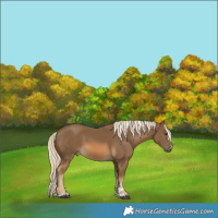 Horse Color:Chocolate Palomino 
