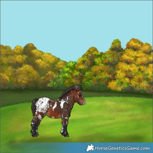 Horse Color:White Spotted Bay Appaloosa