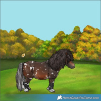 Horse Color:White Spotted Brown 