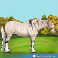 Horse Color:Buckskin Roan Splash  and Palomino Roan Splash 