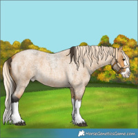 Horse Color:Buckskin Roan Splash  and Palomino Roan Splash 