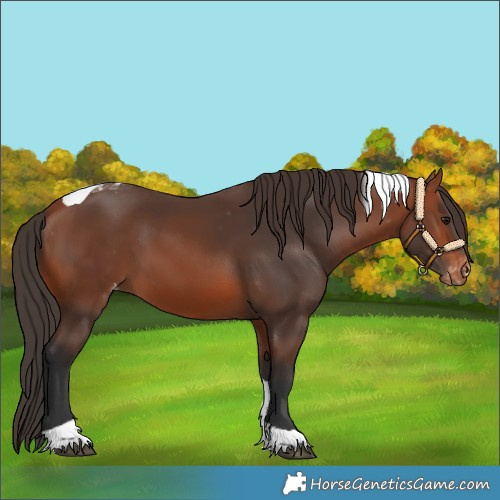 Horse Color:Bay Tobiano Varnish 