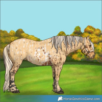 Horse Color:Bay Blanket  and Palomino Dun 