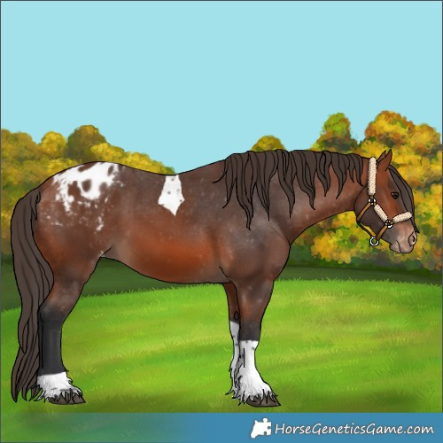 Horse Color:Bay Tobiano Appaloosa 