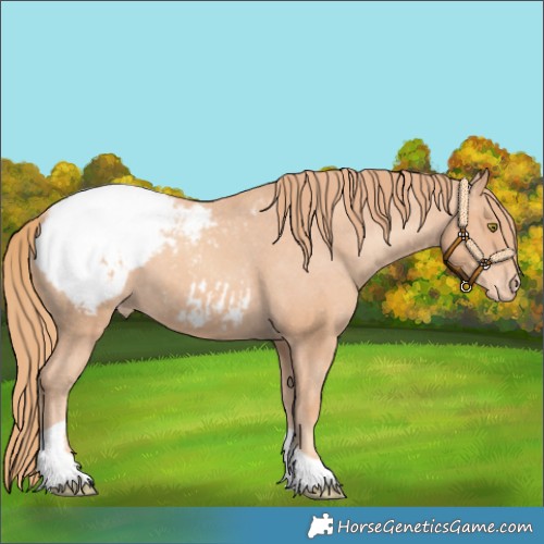 Horse Color:Gold Champagne Tobiano Appaloosa 