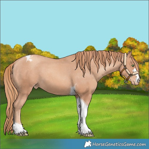 Horse Color:Gold Champagne Tobiano Varnish 