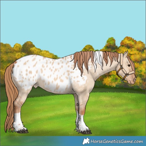 Horse Color:Red Dun Tobiano Blanket 