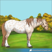 Horse Color:Red Dun Tobiano Blanket 