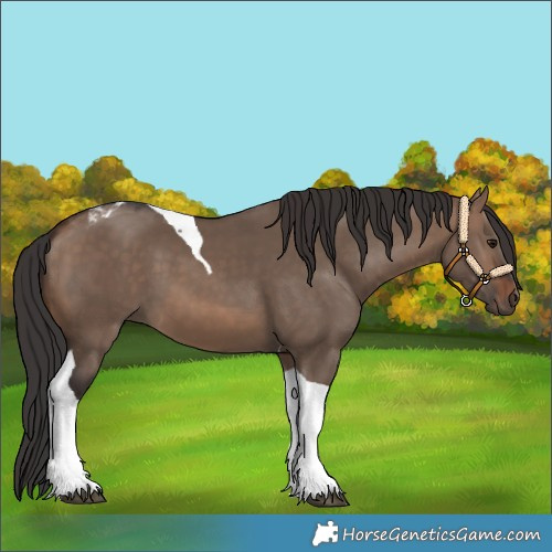 Horse Color:Brown Dun Tobiano