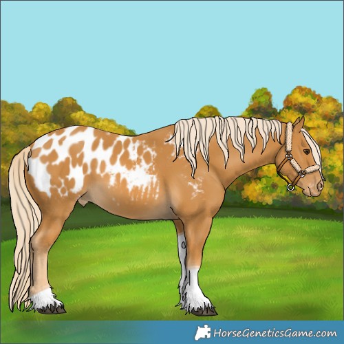 Horse Color:Palomino Tobiano Appaloosa 