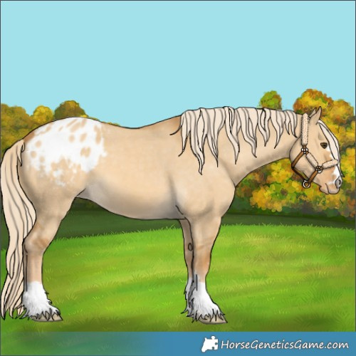 Horse Color:Palomino Dun Varnish 