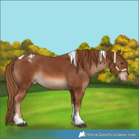 Horse Color:Chestnut Tobiano Varnish