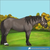 Horse Color:Smoky Grullo 