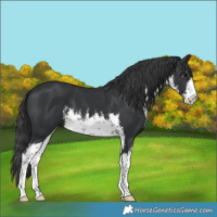 Horse Color:White Spotted Black