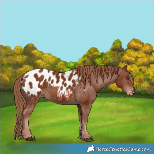 Horse Color:Chestnut Appaloosa 