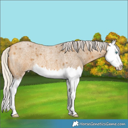 Horse Color:Silver Buckskin Roan Splash 