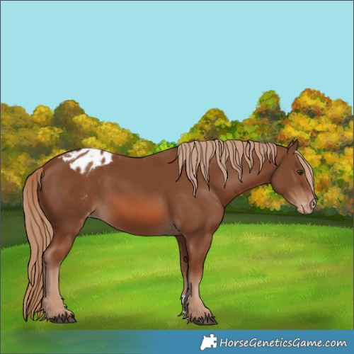 Horse Color:Chestnut Appaloosa 