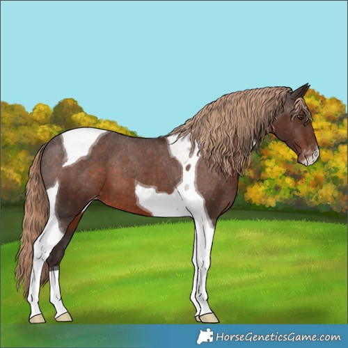 Horse Color:Liver Chestnut Tobiano Varnish