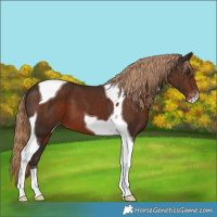 Horse Color:Liver Chestnut Tobiano Appaloosa