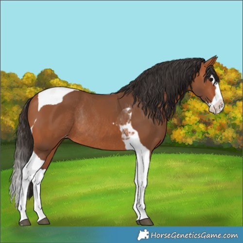 Horse Color:Bay Splash Tobiano Appaloosa Rabicano 