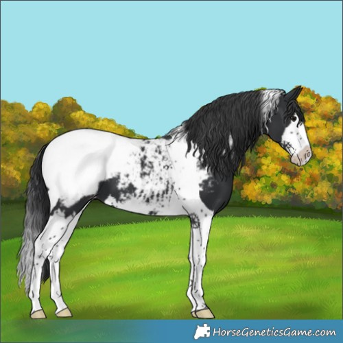 Horse Color:Black Splash Tobiano Appaloosa 
