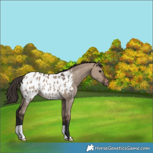 Horse Color:Brown Dun Appaloosa Rabicano