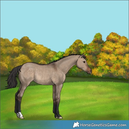 Horse Color:Brown Dun Rabicano 