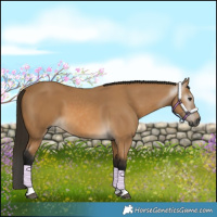 Horse Color:Gray Buckskin