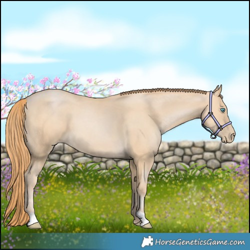 Horse Color:Buckskin Pearl