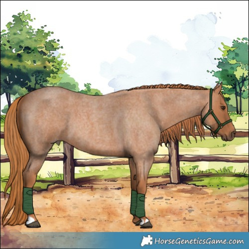 Horse Color:Red Roan 
