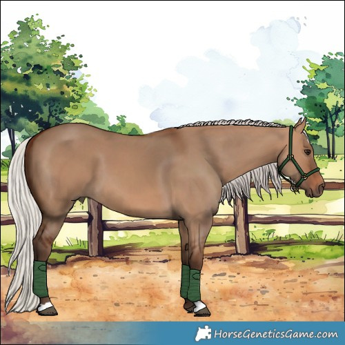 Horse Color:Silver Brown Dun 
