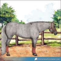 Horse Color:Silver Blue Roan 