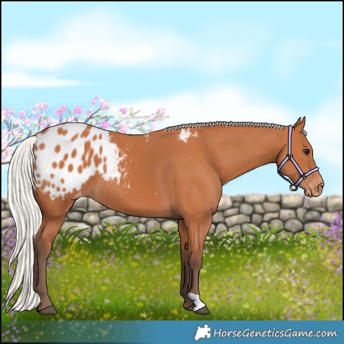 Horse Color:Silver Bay Appaloosa 