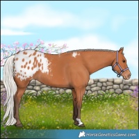 Horse Color:Silver Bay Appaloosa 