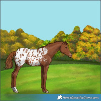 Horse Color:Chestnut Blanket 