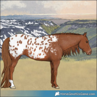 Horse Color:Chestnut Blanket 