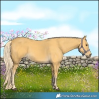 Horse Color:Palomino